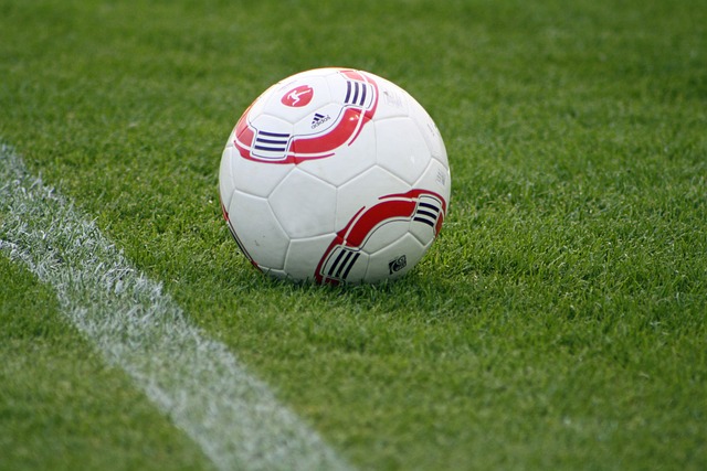 可爱的斑马 可爱的斑马